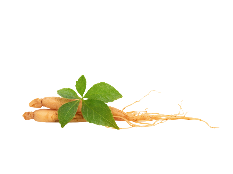 Life Extension Europe,  two ginseng roots with green leaves in front, on white background 